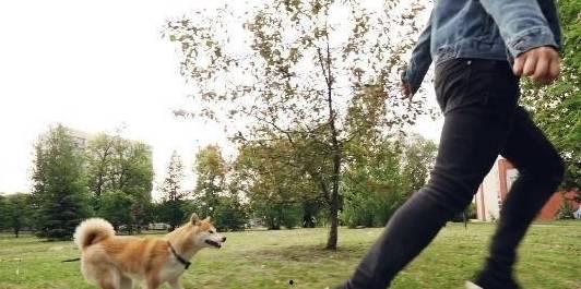 娱乐吃瓜酱遛狗小说